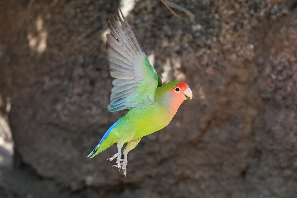 Inséparable rosegorge (Agapornis roseicollis)