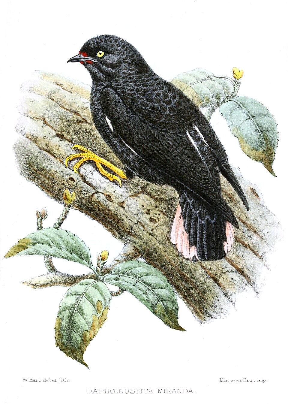 Néositte noire (Daphoenositta miranda)