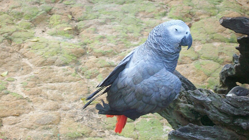 Perroquet jaco (Psittacus erithacus)