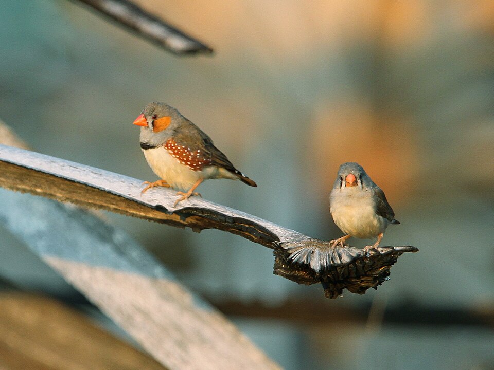 Diamant mandarin (Taeniopygia guttata)
